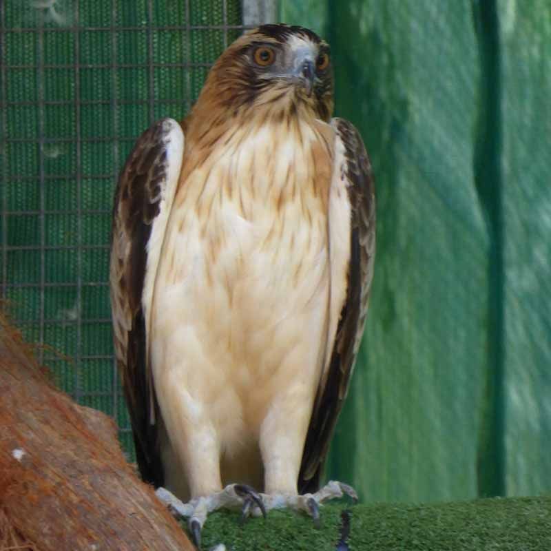 little eagle/リトルイーグル＊wing neck wing neck tunica SHIKKOKU